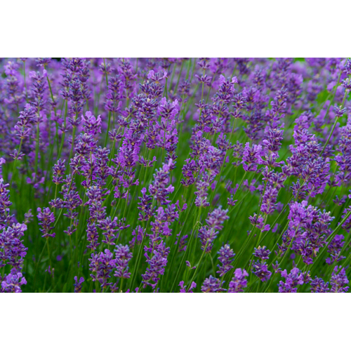 Blue Catmint Herb Seeds for Planting – Heirloom, Non-GMO, Organic Garden Seeds with High Germination