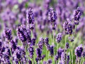 Lavender Munstead Flower Seeds for Planting – Heirloom, Non-GMO, High Germination Organic Garden Seeds