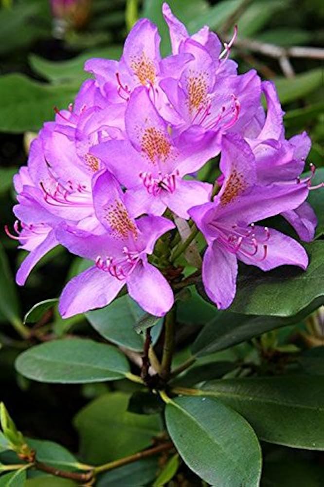 Lavender Rhododendron Azalea Flower Seeds - Heirloom, Non-GMO, High Germination Seeds for Planting