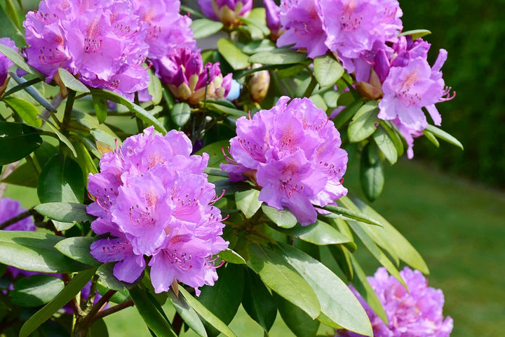 Lavender Rhododendron Azalea Flower Seeds - Heirloom, Non-GMO, High Germination Seeds for Planting