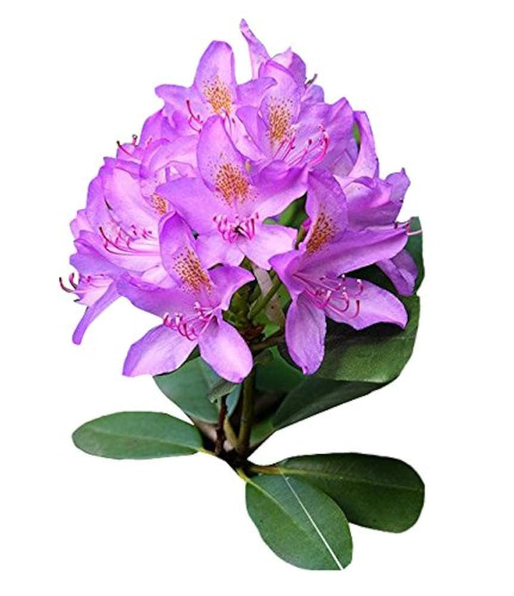 Lavender Rhododendron Azalea Flower Seeds - Heirloom, Non-GMO, High Germination Seeds for Planting