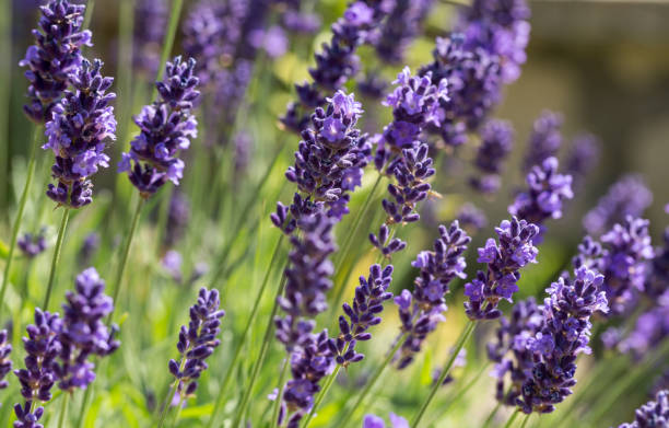 Heirloom Lavender Flower Seeds for Planting – Seasonal Bloomer, Non-GMO, Organic Garden Seeds