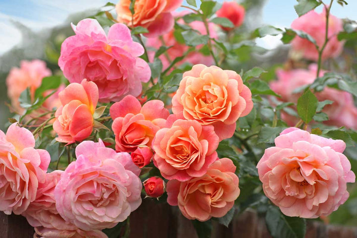Peach Climbing Rose Flower Seeds for Planting – Heirloom Non-GMO, High Germination Organic Garden Seeds