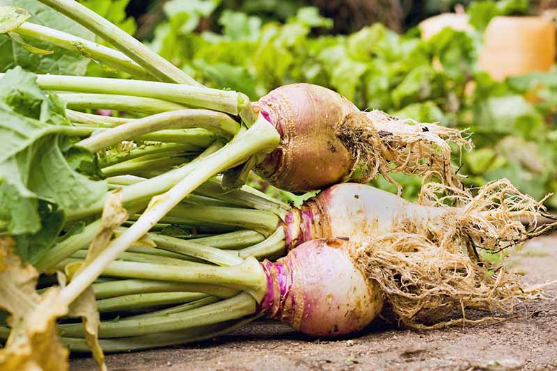 Rutabaga Seeds for Planting – Heirloom Non-GMO Hardy Root Vegetable Seeds with High Germination for Organic Gardens