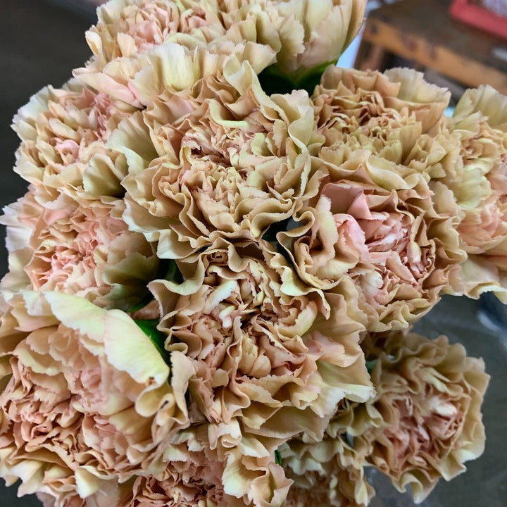 Brown Carnation Flower Seeds for Planting – Heirloom Non-GMO, High Germination Organic Garden Seeds