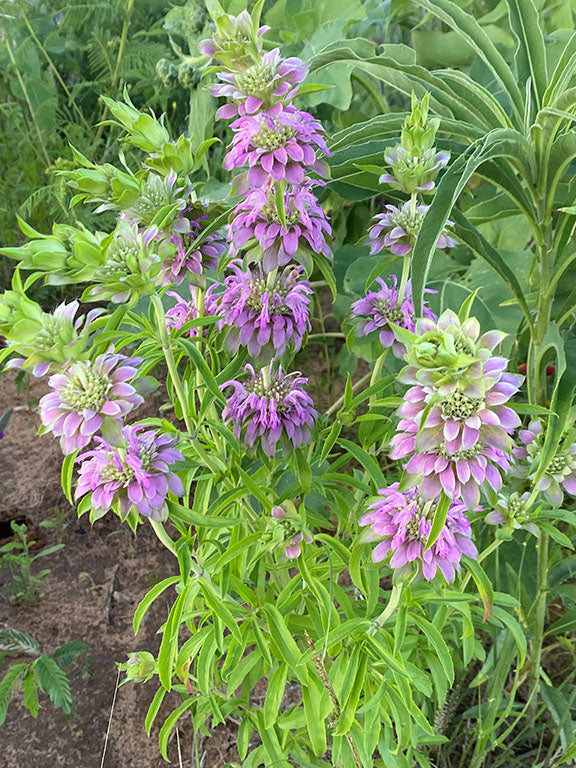 Lavender Lemon Mint Flower Seeds for Planting – Heirloom Non-GMO, High Germination Organic Garden Seeds