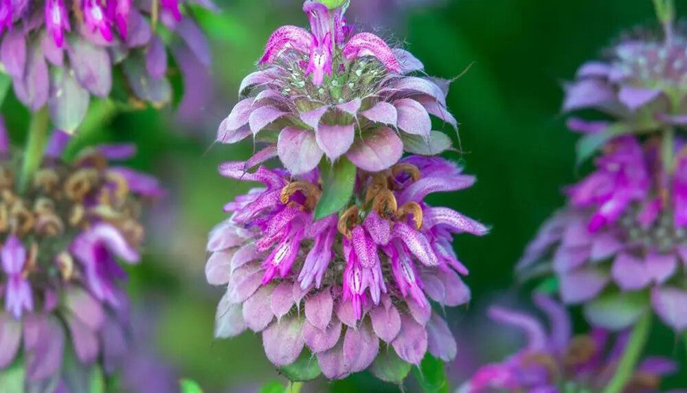 Purple Lemon Bee Flower Seeds for Planting – Heirloom Non-GMO, High Germination Organic Garden Seeds
