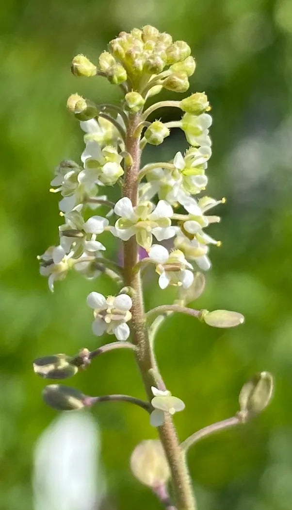 Lepidium Virginicum Flower Seeds for Planting – Heirloom Non-GMO, High Germination Organic Garden Seeds