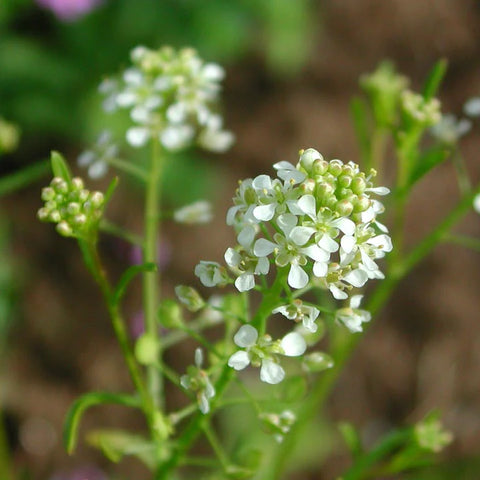 Flower Seeds, Seeds,Seeds For Planting,Plant Seeds