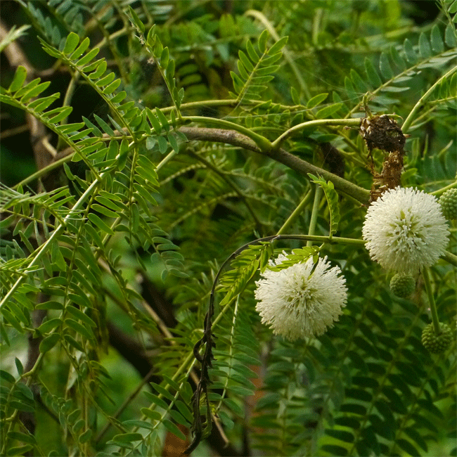White Tamarind fruit seeds for planting – Heirloom & Non-GMO garden seeds, fast-growing tropical edible shrub