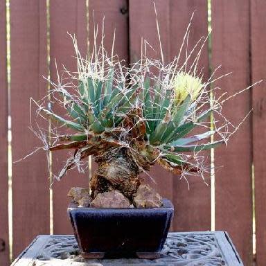 Green Leuchtenbergia Flower Seeds for Planting – Heirloom, Non-GMO, Long Bloom, Organic Garden Seeds
