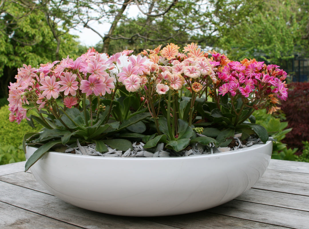 Mixed Lewisia Flower Seeds for Planting – Heirloom, Non-GMO, High Germination Organic Garden Seeds