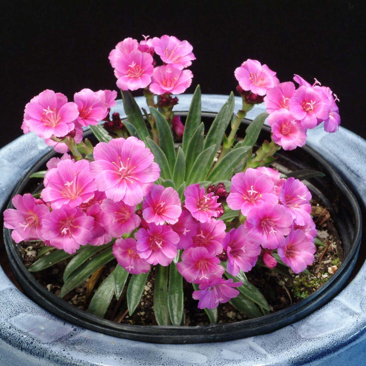 Pink Cotyledon Flower seeds for Planting - Premium Quality, Heirloom & GMO Free Seeds for Home Garden, Non-GMO