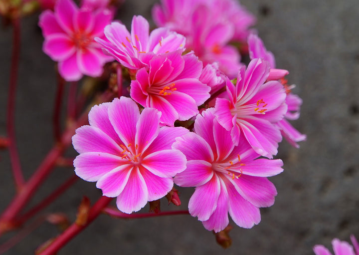 Lewisia Flower Seeds for Planting | Heirloom, Non-GMO, High Germination Organic Garden Seeds