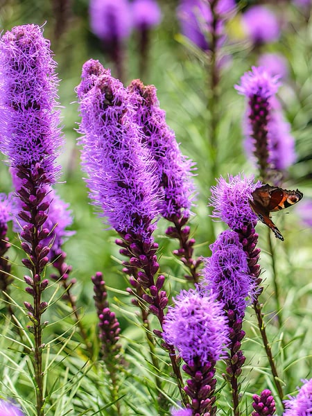 Liatris Flower Seeds for Planting - Heirloom, Non-GMO, High Germination Organic Garden Seeds