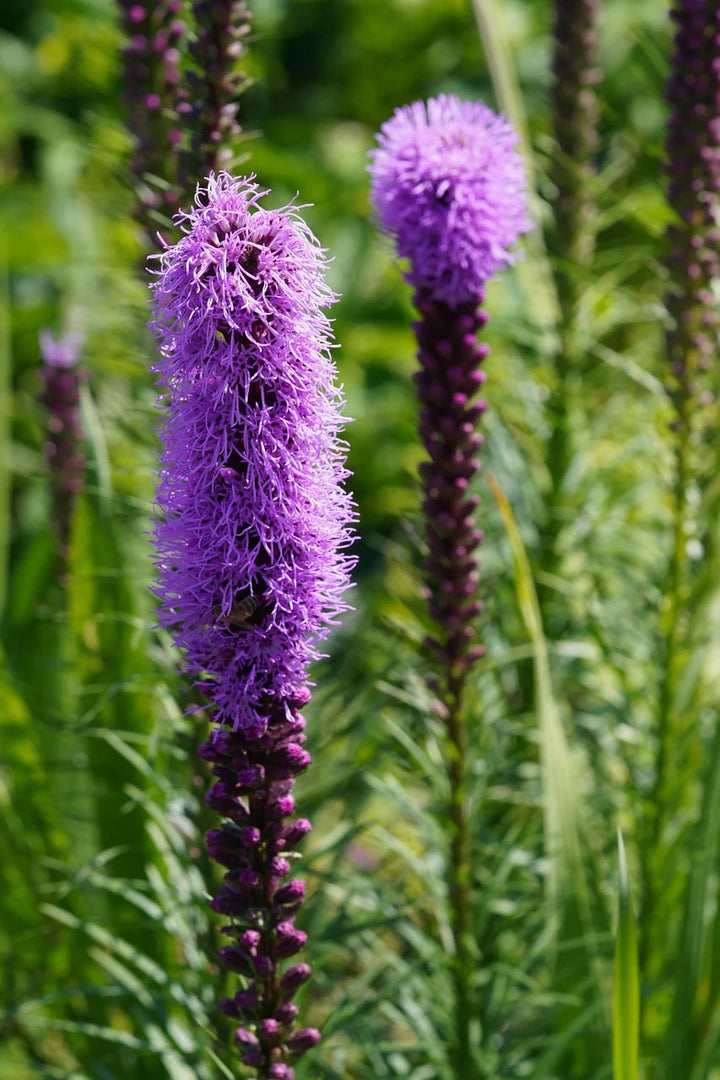 Liatris Flower Seeds for Planting - Heirloom, Non-GMO, High Germination Organic Garden Seeds