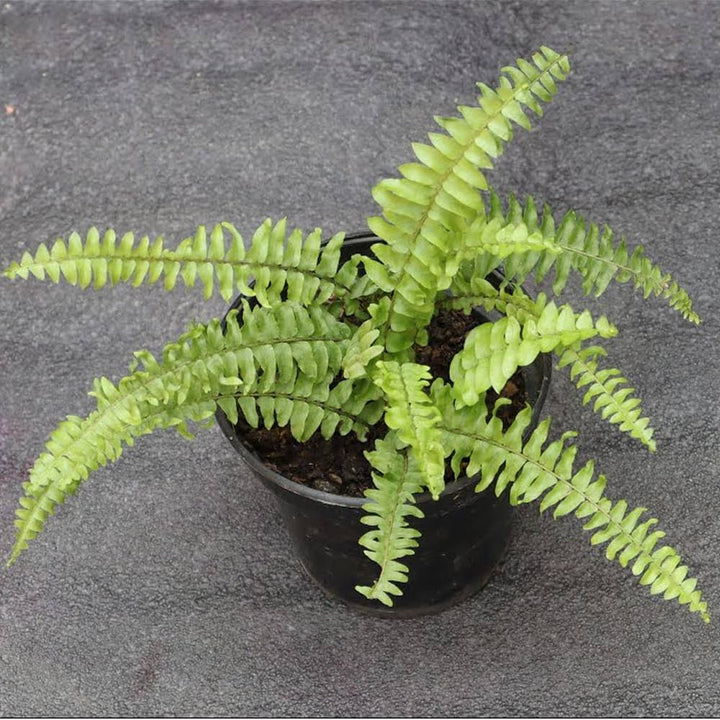 Light Green Fern Pteridophyta Seeds for Planting – Heirloom, Non-GMO, High Germination Organic Garden Seeds