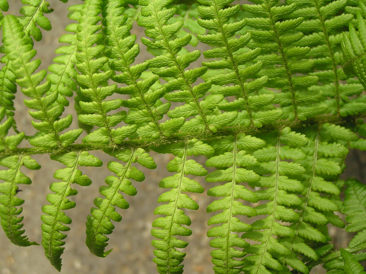Light Green Fern Pteridophyta Seeds for Planting – Heirloom, Non-GMO, High Germination Organic Garden Seeds