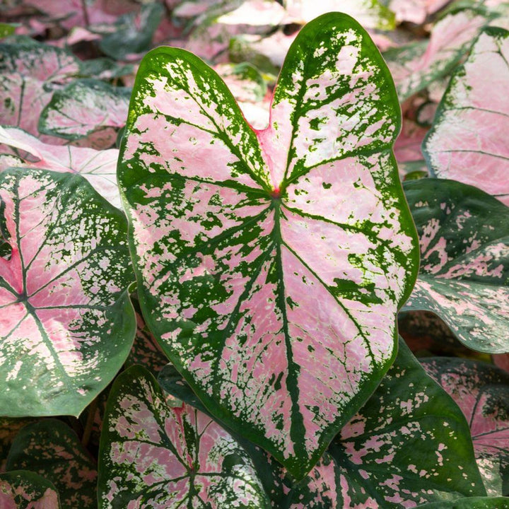 Light Pink Green Caladium Leaf Seeds for Planting – Heirloom, Non-GMO, High Germination Organic Garden Seeds, Low Maintenance