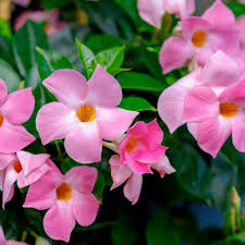 Light Pink Mandevilla Sanderi Flower Seeds for Planting – Non-GMO, Heirloom, High Germination Garden Seeds