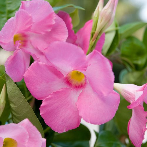 Light Pink Mandevilla Sanderi Flower Seeds for Planting – Non-GMO, Heirloom, High Germination Garden Seeds