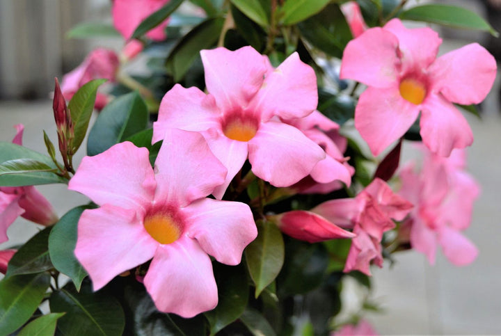 Light Pink Mandevilla Sanderi Flower Seeds for Planting – Non-GMO, Heirloom, High Germination Garden Seeds