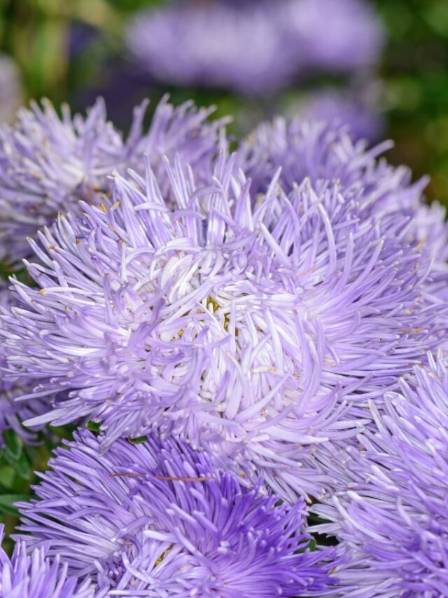 Light Purple China Aster Flower Seeds for Planting – Heirloom, Non-GMO, High Germination Organic Garden Seeds for Home