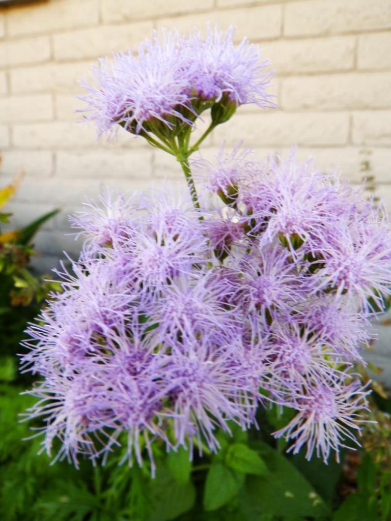 Light Purple China Aster Flower Seeds for Planting – Heirloom, Non-GMO, High Germination Organic Garden Seeds for Home