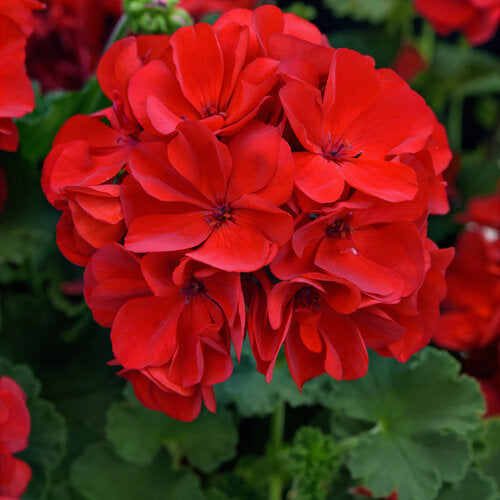 Light Red Pelargonium Flower Seeds for Planting – Heirloom, Non-GMO, High Germination, Organic Garden Seeds