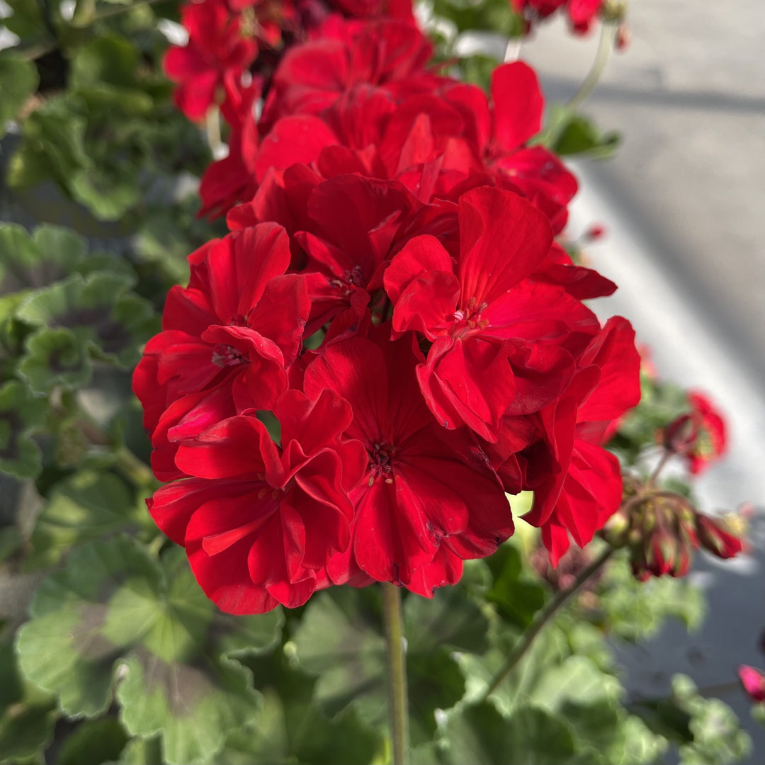 Light Red Pelargonium Flower Seeds for Planting – Heirloom, Non-GMO, High Germination, Organic Garden Seeds