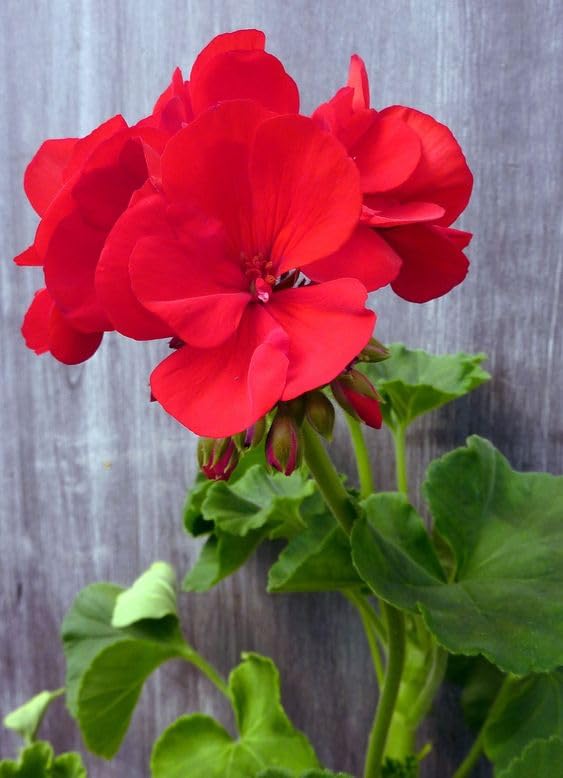 Light Red Univalve Geranium Flower Seeds for Planting - Drought Tolerant, Heirloom, Non-GMO, Organic Garden Seeds