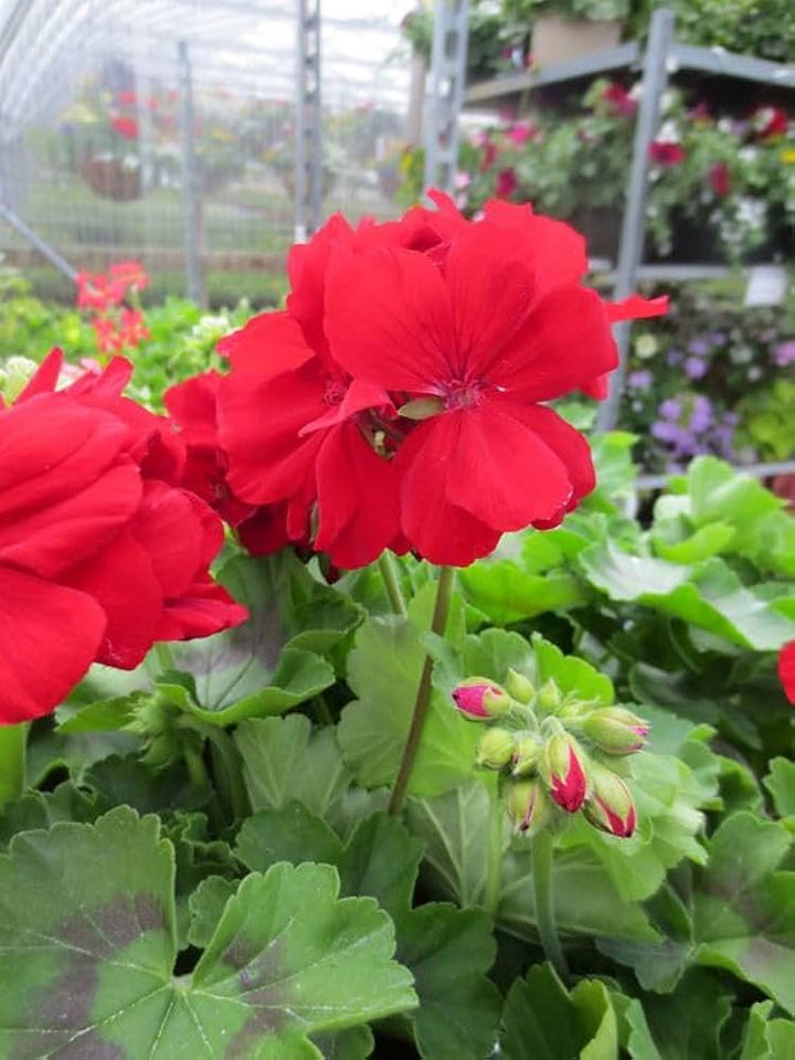 Light Red Univalve Geranium Flower Seeds for Planting - Drought Tolerant, Heirloom, Non-GMO, Organic Garden Seeds