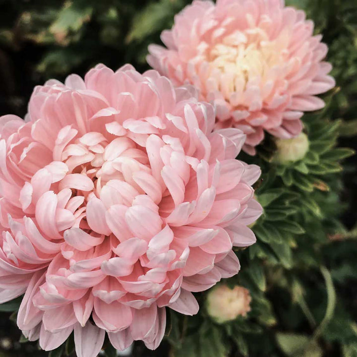 Light Pink China Aster Flower Seeds for Planting – Heirloom, Non-GMO, High Germination Organic Garden Seeds for Long Bloom Season