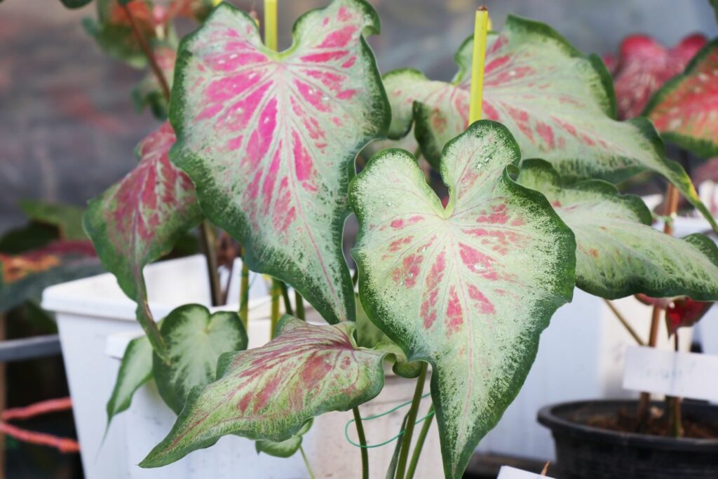 Light Pink Green Caladium Leaf Seeds for Planting – Heirloom, Non-GMO, High Germination Organic Garden Seeds, Low Maintenance
