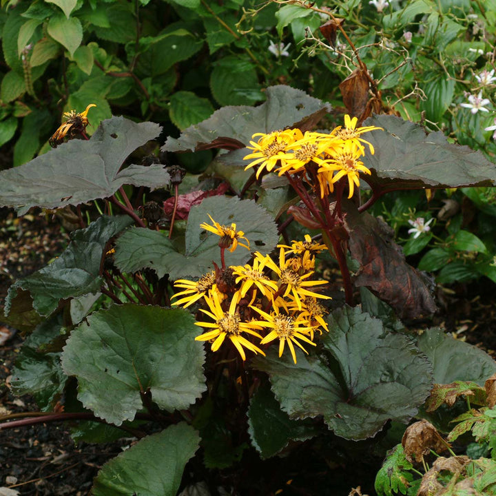 Flower Seeds, Seeds,Seeds For Planting,Plant Seeds