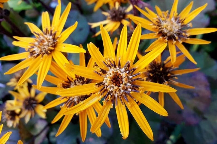 Britt-Marie Craw Flower Seeds for Planting – Heirloom, Non-GMO, Easy to Grow Organic Garden Seeds