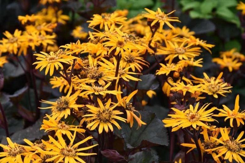 Britt-Marie Craw Flower Seeds for Planting – Heirloom, Non-GMO, Easy to Grow Organic Garden Seeds