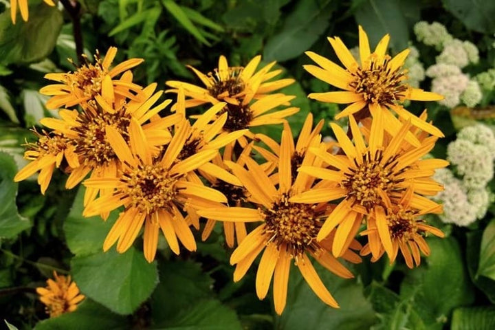 Ligularia Flower Seeds for Planting – Wildflower Mix Heirloom Non-GMO High Germination Organic Garden Seeds