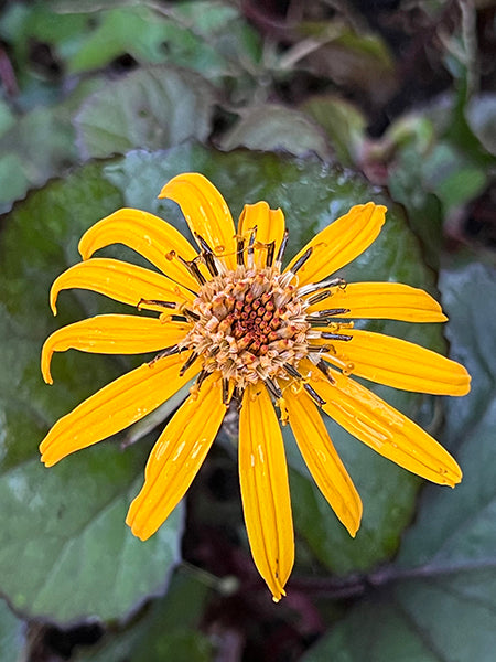 Ligularia Flower Seeds for Planting – Wildflower Mix Heirloom Non-GMO High Germination Organic Garden Seeds
