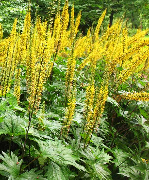 Ligularia Przewalskii Flower Seeds for Planting – Heirloom, Non-GMO, High Germination