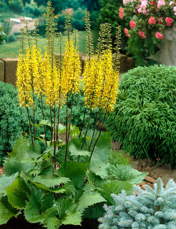 Ligularia Przewalskii Flower Seeds for Planting – Heirloom, Non-GMO, High Germination