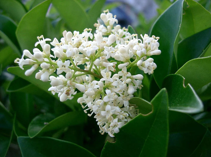 White Ligustrum Flower Seeds for Planting – Heirloom Non-GMO, High Germination Organic Garden Seeds