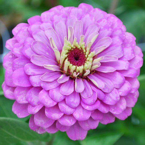 Violet Zinnia Flower Seeds for Planting – Long Bloom Season, Heirloom &amp; Non-GMO Garden Seeds