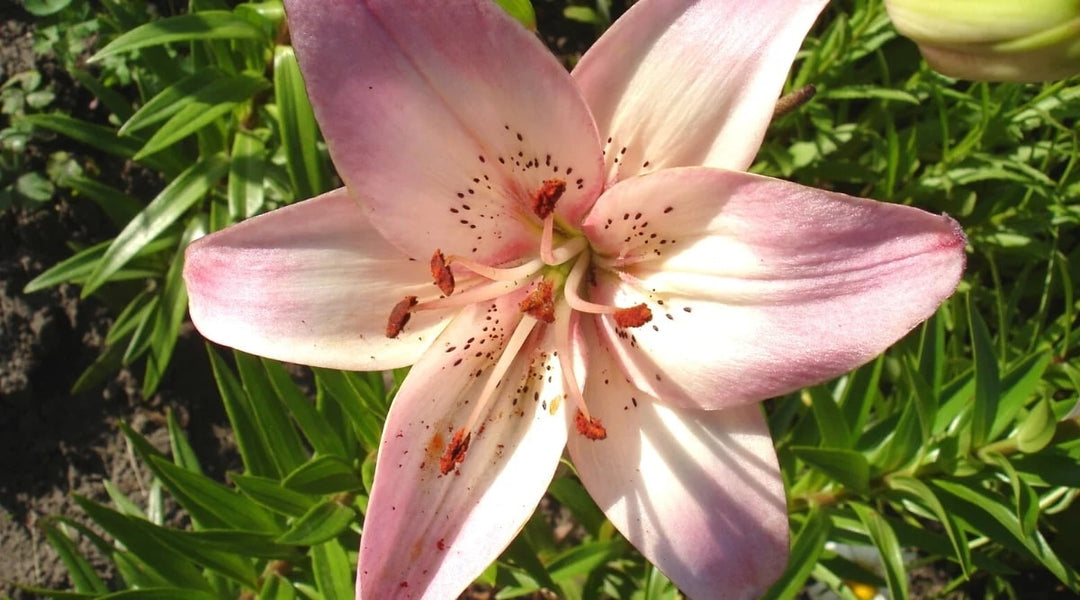White Light Pink Lilium Flower Seeds for Planting – Heirloom, Non-GMO, High Germination