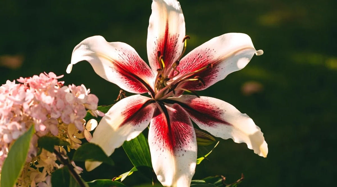 Red White Lilium Flower Seeds for Planting – Vibrant Colors, Heirloom, Non-GMO, High Germination Organic Garden Seeds
