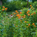 Lilium Pyrenaicum Flower Seeds for Planting – Heirloom, Non-GMO, High Germination Organic Garden Seeds