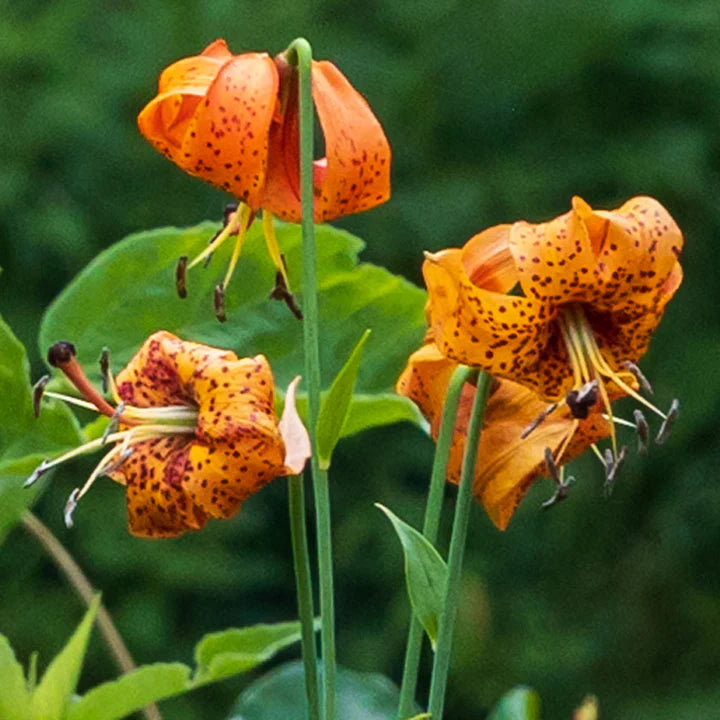 Lilium Pyrenaicum Flower Seeds for Planting – Heirloom, Non-GMO, High Germination Organic Garden Seeds