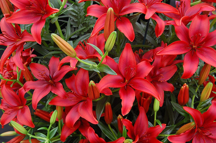 Red Lilium Flower Seeds for Planting – Heirloom, Non-GMO, High Germination Border Flowers