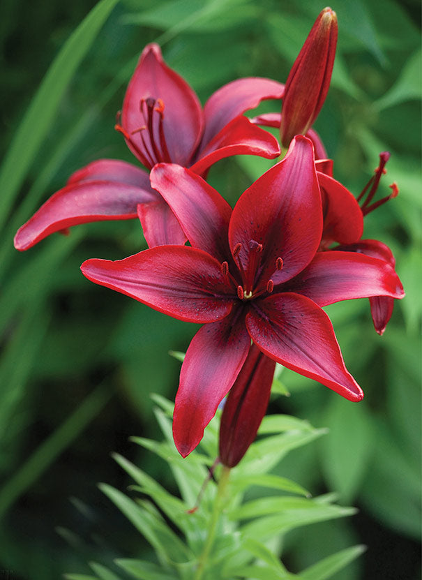 Dark Red Lilium Flower Seeds for Planting – Heirloom, Non-GMO Wildflower Mix with High Germination