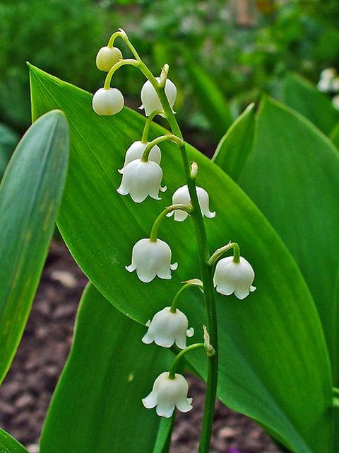 Lily of the Valley Flower Seeds for Planting – Heirloom Non-GMO, High Germination Organic Garden Seeds